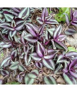 Tradescantia Zebrina Cuttings- Inch Plant- Spiderwort- Wandering Jew, Wa... - $11.41 CAD+
