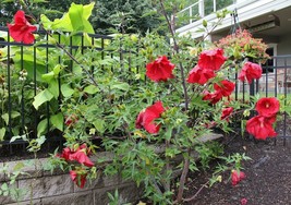 Live Plants HIBISCUS MOSCHUETOS, Outdoor  &amp; Indoor Plant Houseplant Flow... - $27.59