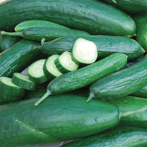 Muncher Cucumber Seeds 50 Vegetable Garden Heirloom NongmoFrom US  - $8.35