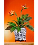 Flower Pot Planter Asian Asia Thailand Bamboo Vintage Retro Thai New - €98,03 EUR