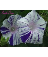 FMG Aomurasakizyouhantenshibori Morning Glory Seeds Blue Flaked Purpurea... - $21.16 CAD