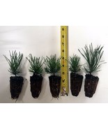 10 Mugo Pine - Swiss Mountain Pine (Pinus Mugo, mughus) - Bonsai or Land... - $36.85 CAD