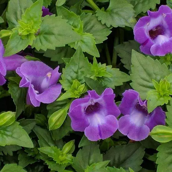 Healthy Starter Plant Torenia Fournieri / Wishbone Flower or Blue Wings ... - $33.13 CAD