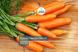 Scarlet Nantes Carrot Seeds | Heirloom, Non-GMO | Ultra-Sweet, 6-8&quot; Root... - $4.99+