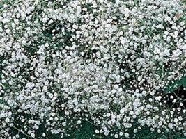 Baby&#39;s Breath 500+ Seeds Organic Newly Harvested, Beautiful Snow Like Blooms - £7.18 GBP