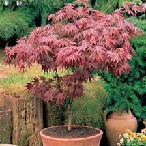 Acer palmatum Red fan maple - $1.95