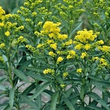 Usa Seller 100 Stiff Goldenrod Seeds Wildflower Poor Soils Drought Heat Cold Con - £4.42 GBP