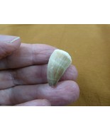(DF233-148) 7/8&quot; Fossil MOSASAURUS Dinosaur tooth Mosasaur dino dig foss... - $15.88