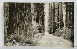 Rppc The Beautiful Redwoods, Nowhere Else in the World Like These Postcard N20 - £6.35 GBP