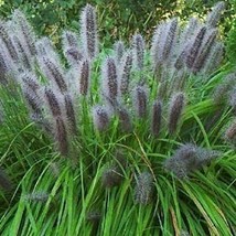 ENIL 200 Seeds Black Cat Tail Pampas Grass Seeds Rare Unusual Stunning f... - £3.33 GBP