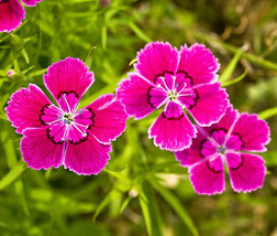 Maiden Pinks Dianthus Deltoides 500 Seeds Garden Beautiful USA Seller - $17.98