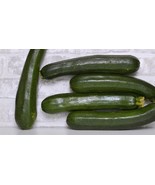 25+ Dunja Zucchini Squash Seeds - $10.96