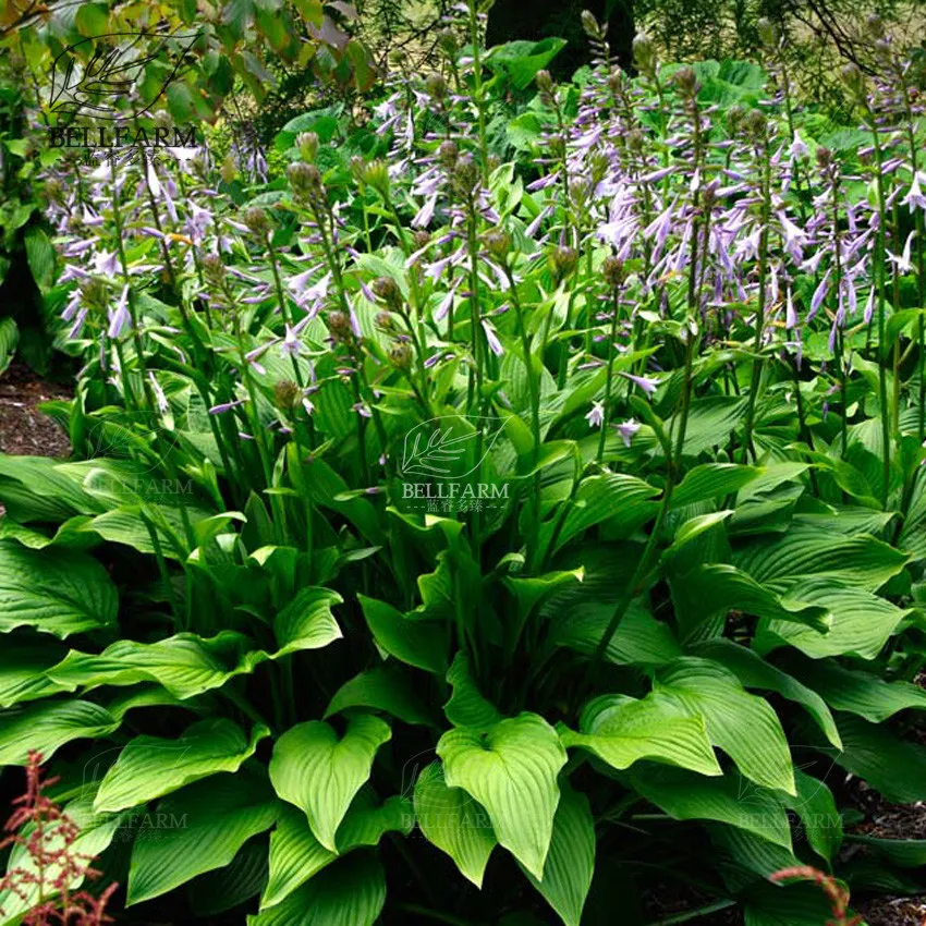 hosta eternal flame. Hosta Seeds: Nurturing Nature’s Shade-Loving Plants - $13.79