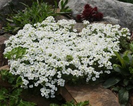 450 seeds Rockcres White Alpine Perennial Flower Heirloom Seeds Quickly ... - $8.35