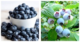 Blueberry Seeds 400 Fresh Garden Seeds - £16.77 GBP