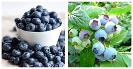 Blueberry Seeds 400 Fresh Garden Seeds - $20.99