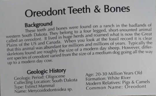 Oreodont Tooth & Bone Fossils 2 Pack