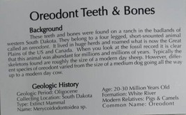 Oreodont Tooth &amp; Bone Fossils 2 Pack - $11.88