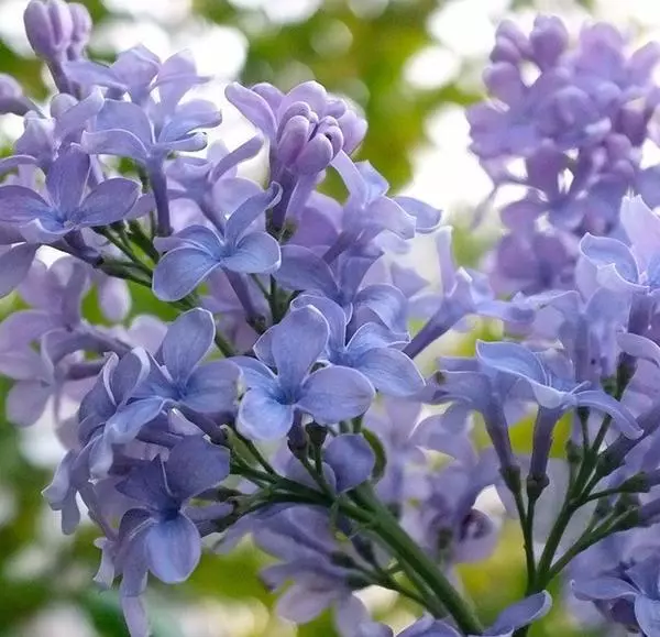 1 Live Plant President Grevy Blue French Lilac syringa Starter Plant - £32.32 GBP