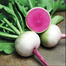 Berynita Store Radish Watermelon Winter 150+ Vegetable Seed Organic Heirloom Non - £7.16 GBP