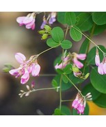 100+ Lespedeza Bicolor Seeds Shrubby Bush Clover Flower Seeds - €13,82 EUR
