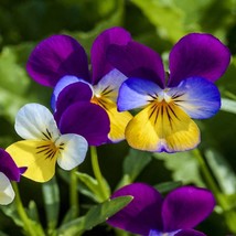 Johnny-Jump-Up Flower Seeds - $94.99 MXN