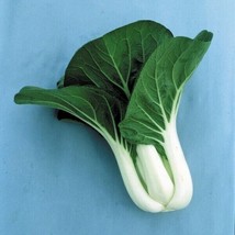 600 Cabbage Seeds Pak Choi White Stem Heirloom Fresh From US - £11.32 GBP