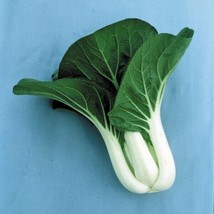 600 Cabbage Seeds Pak Choi White Stem Heirloom Fresh From US - £11.45 GBP