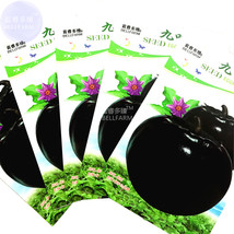 BELLFARM Black Round Eggplant Organic Big Vegetable Seeds, 5 packs, 50 seeds/pac - £5.56 GBP