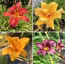 Hemerocallis Mixed Colors Daylily 20 Seeds Fresh Garden - £15.43 GBP