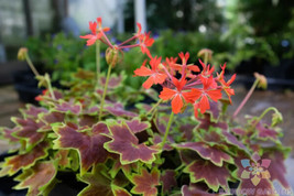 25 Vancouver Centennial Geranium Seeds for Garden  - £6.32 GBP