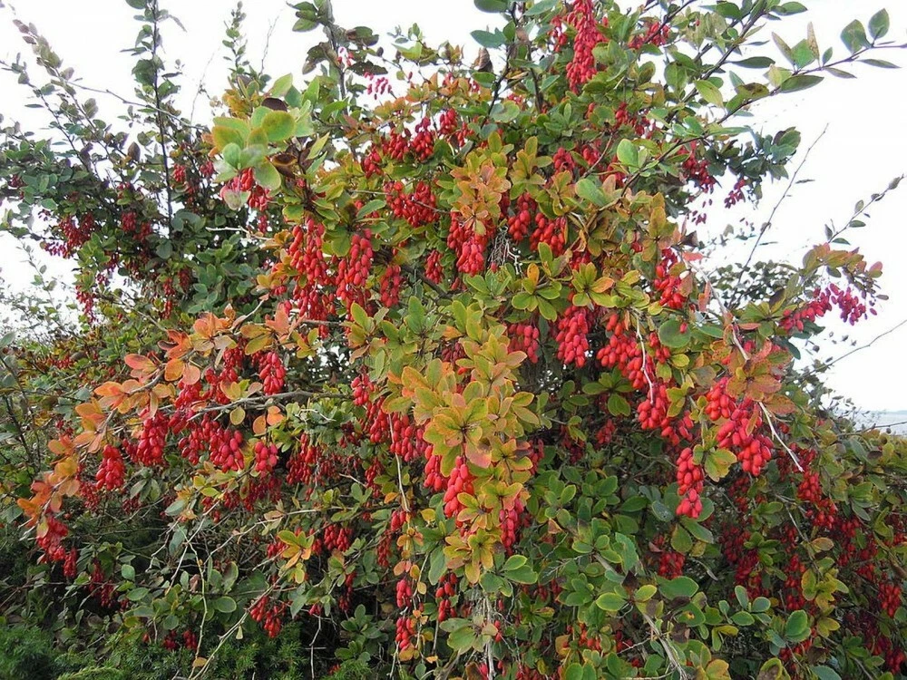 EUROPEAN BARBERRY Berberis Vulgaris - 10 SEEDS.  - $14.95