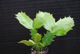 Orange Norris Christmas Cactus Starter Plant Schlumbergera Truncata - £24.51 GBP