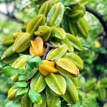 FRUIT TREE: STAR FRUIT (AVERRHOA CARAMBOLA) LIVE PLANT 12 TO 24 INCHES - $83.58