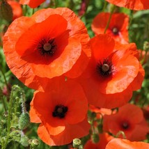 1000 Seeds Organic Poppy Flanders Stunning Bright Red Flower - £14.17 GBP
