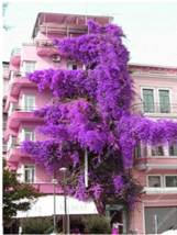 Fresh Seeds Hot Sale Pink Climbing Bougainvillea Spectabilis Willd Plant Flower  - £11.51 GBP