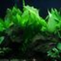 Aquarium Plants Decorations Bundle Rooted Amazon Sword Echinodorus Blehe... - £17.38 GBP