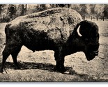 The Buffalo Ezra Meeker Oregon Trail Monument Expedition UNP DB Postcard... - $4.90