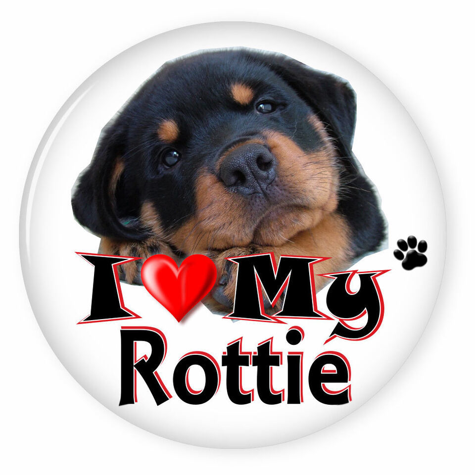 I LOVE MY ROTTWEILER ROTTI DOG PUPPY 3&quot; SAFETY PIN BACK BUTTON - $6.29