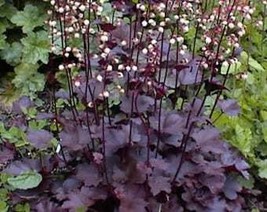 50 Palace Purple Heuchera Coral Bells Micrantha Flower Seeds Fresh Usa Seller - £8.07 GBP