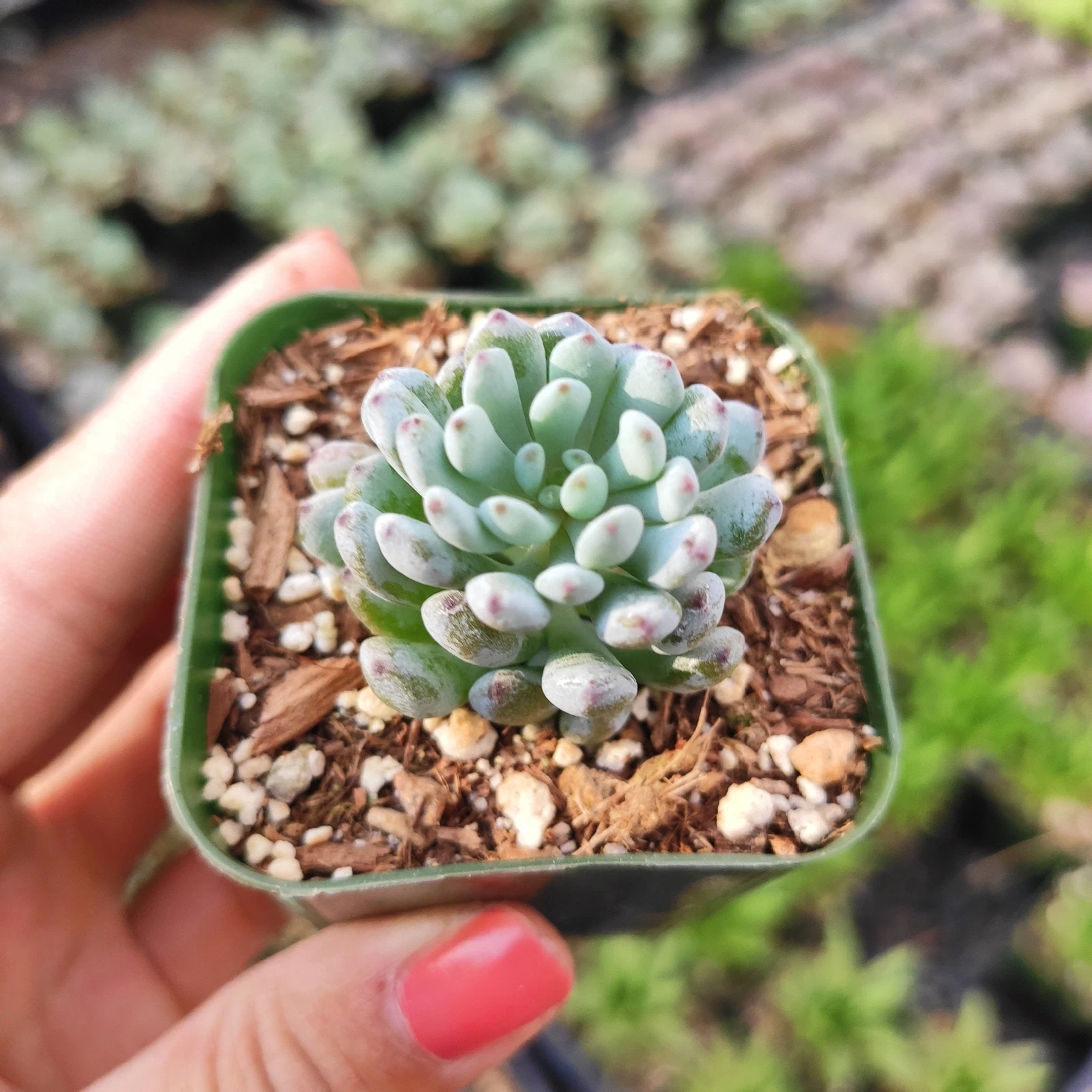 Graptopetalum pachyphyllum &#39;Bluebean&#39; Succulent Plant - $16.11