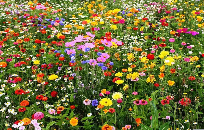 Lot Of Packs Wildflower Mix, 100 Seeds - £7.82 GBP