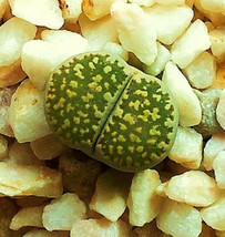 Lithops Salicola maculate form, exotic living stones ice succulent seed 15 SEEDS - £7.03 GBP