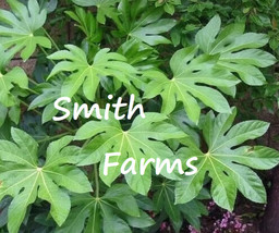 25 Seeds Japanese Aralia Plant Fatsia Japonica From US - $10.25