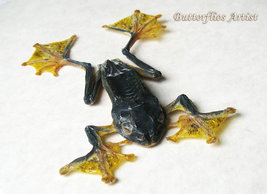Huge Rhacophorus Reinwardtii Female Real Flying Frog Framed Taxidermy Sh... - $68.99