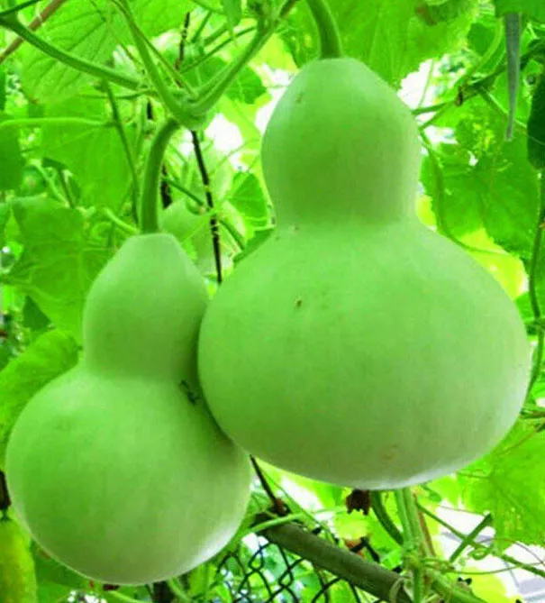 Bottle Gourd Birdhouse Craft Calabash Asian Buddha Squash Vegetable 10 Seeds USA - £6.43 GBP