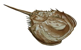 Horseshoe Crab High Quality Art Decal Sticker Truck Wall Cup Cooler Tacklebox - £5.55 GBP+