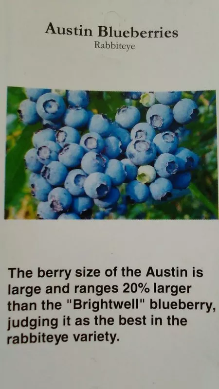 Austin Blueberry 4 6 Ft Plant Sweet Juicy Blueberries Plants Amino Acids Berry - $199.13