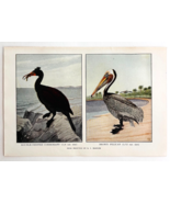1927 Cormorant And Brown Pelican Bird Art Plate Color Book Print Wildlif... - $27.42 CAD
