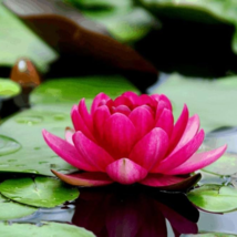 Mini Dark Red Bonsai Lotus Flower - 1 Seeds - $7.92 CAD